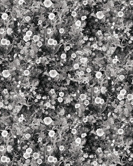 Cali Flowers Wallpaper, midnight - Tampa Home & Garden Store
