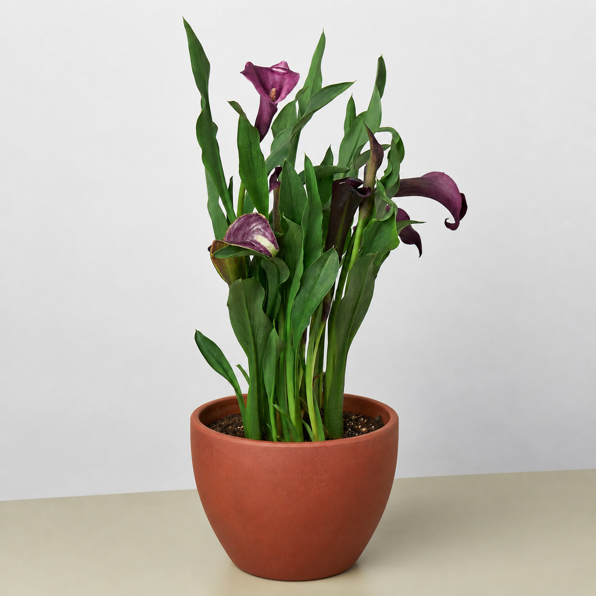 Calla lily plants, 2-pack, purple blooms with green leaves in a terracotta 6-inch pot on Tampa Home & Garden Store