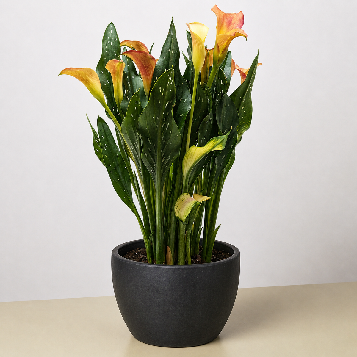 Calla Lily 6-inch plant two-pack with yellow-orange blooms and green leaves in a black pot on Tampa Home & Garden Store