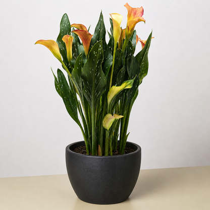 Calla Lily 6-inch plant two-pack with yellow-orange blooms and green leaves in a black pot on Tampa Home & Garden Store