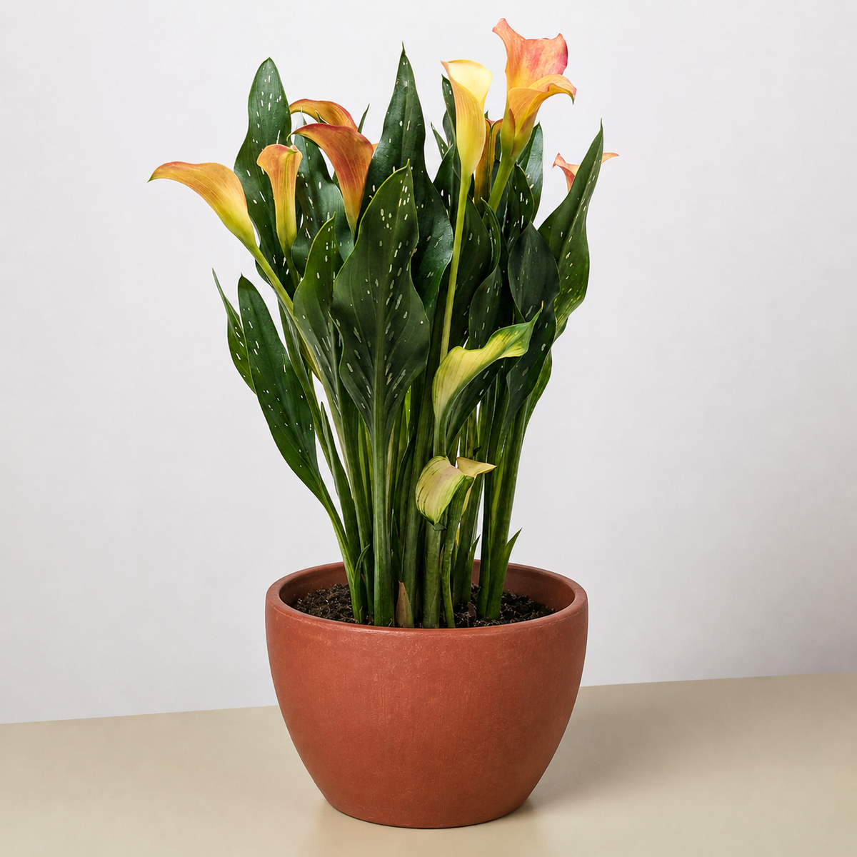 Calla Lily 6-inch plant with orange-yellow blooms and green leaves House Plant Shop Garden on Tampa Home & Garden Store