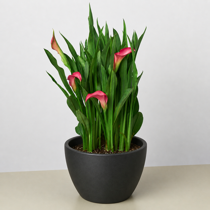 Calla Lily plant with pink blooms and long green leaves in a dark gray pot on Tampa Home & Garden Store