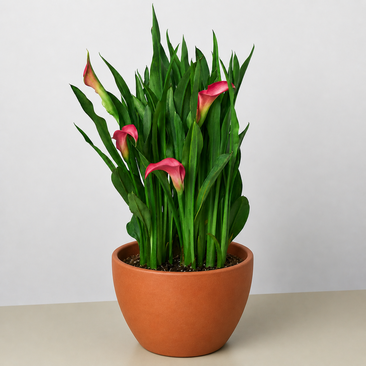 Calla Lily 6in plant with pink blooms, lush green leaves in terracotta pot on Tampa Home & Garden Store