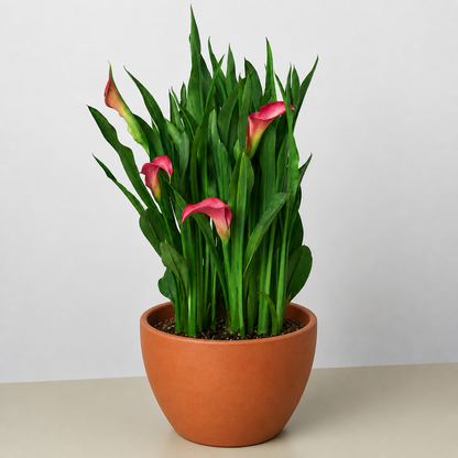 Calla Lily 6in plant with pink blooms, lush green leaves in terracotta pot on Tampa Home & Garden Store