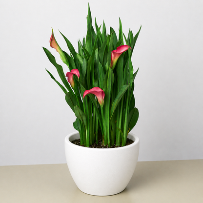 Calla Lily 6in plant, 2-pack with pink blooms in a white ceramic pot on Tampa Home & Garden Store