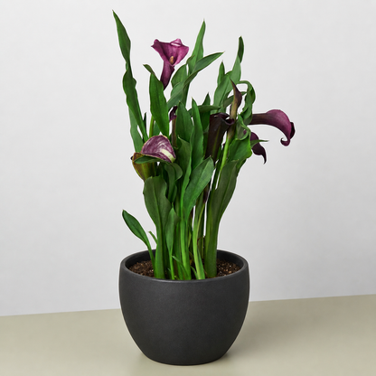 Calla Lily 6-inch plant 2pk purple blooms with green leaves in a dark gray pot House Plant Shop on Tampa Home & Garden Store