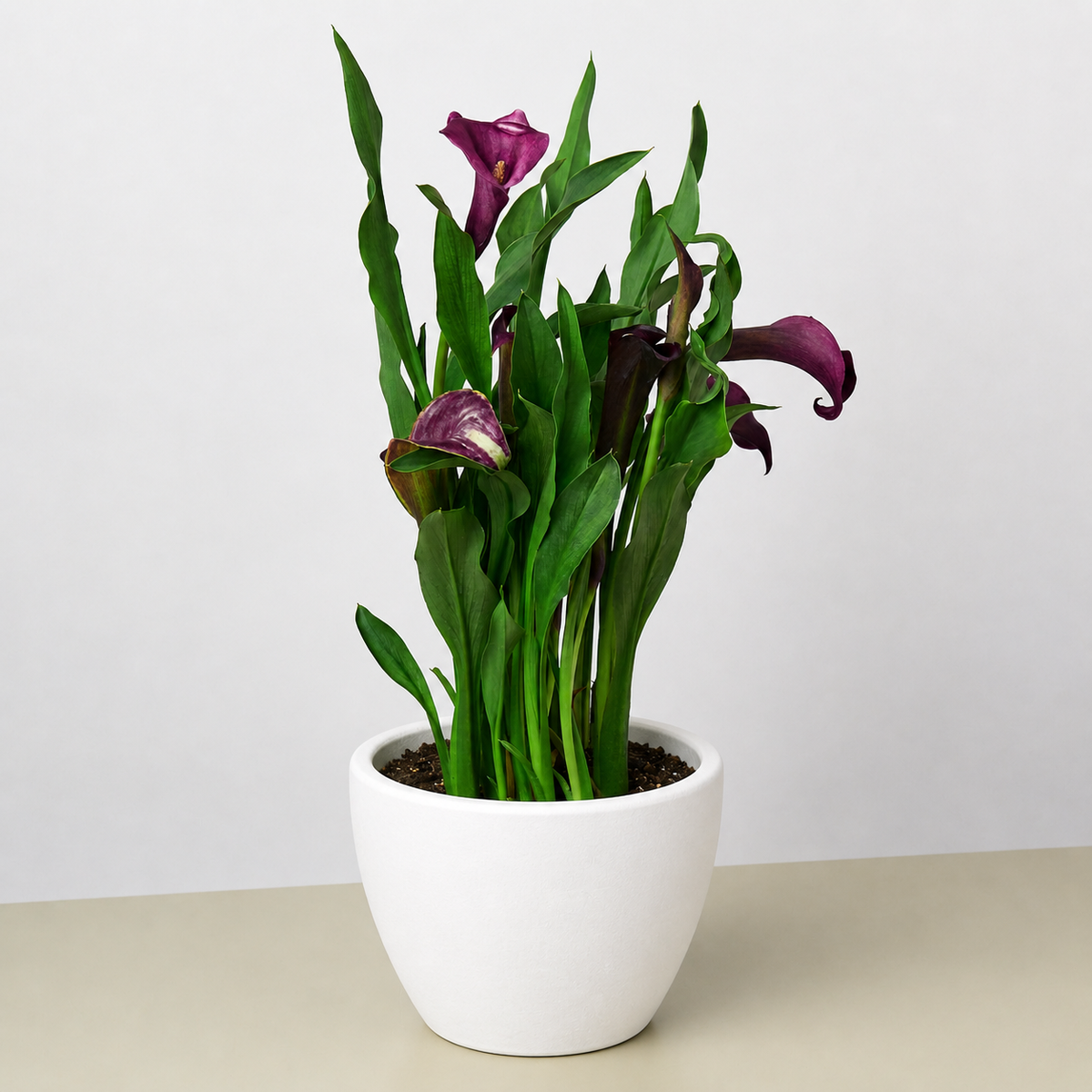 Calla Lily 6in plant with purple blooms and green leaves in a white ceramic pot by House Plant Shop on Tampa Home & Garden Store