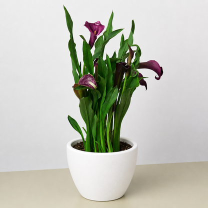 Calla Lily 6in plant with purple blooms and green leaves in a white ceramic pot by House Plant Shop on Tampa Home & Garden Store