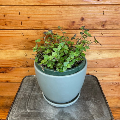 Callisia repens, 6" Plant - Tampa Home & Garden Store