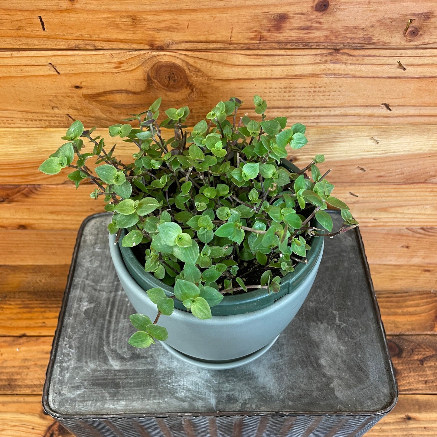 Callisia repens, 6" Plant - Tampa Home & Garden Store