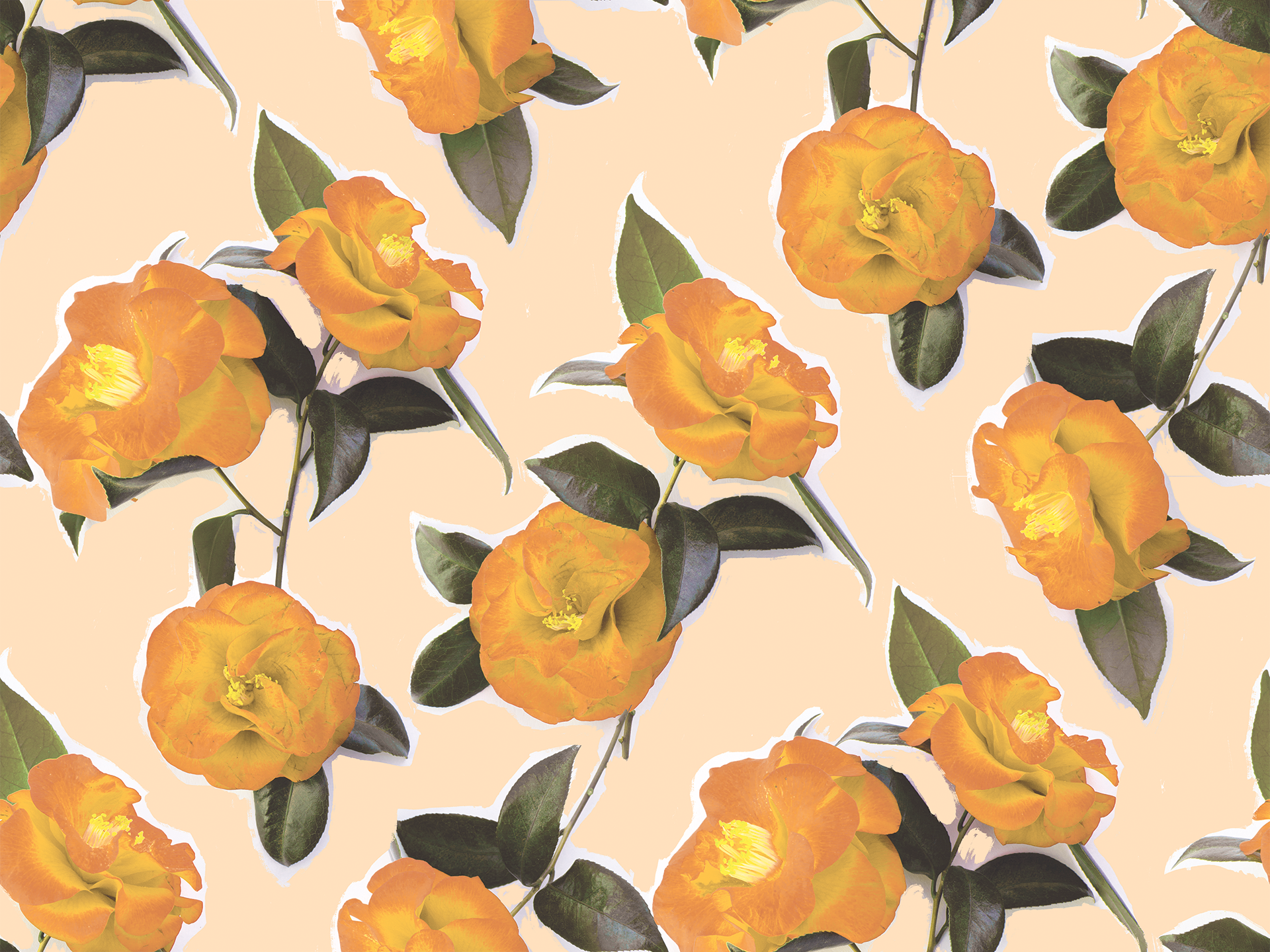 Camellia Wallpaper, peach - Tampa Home & Garden Store