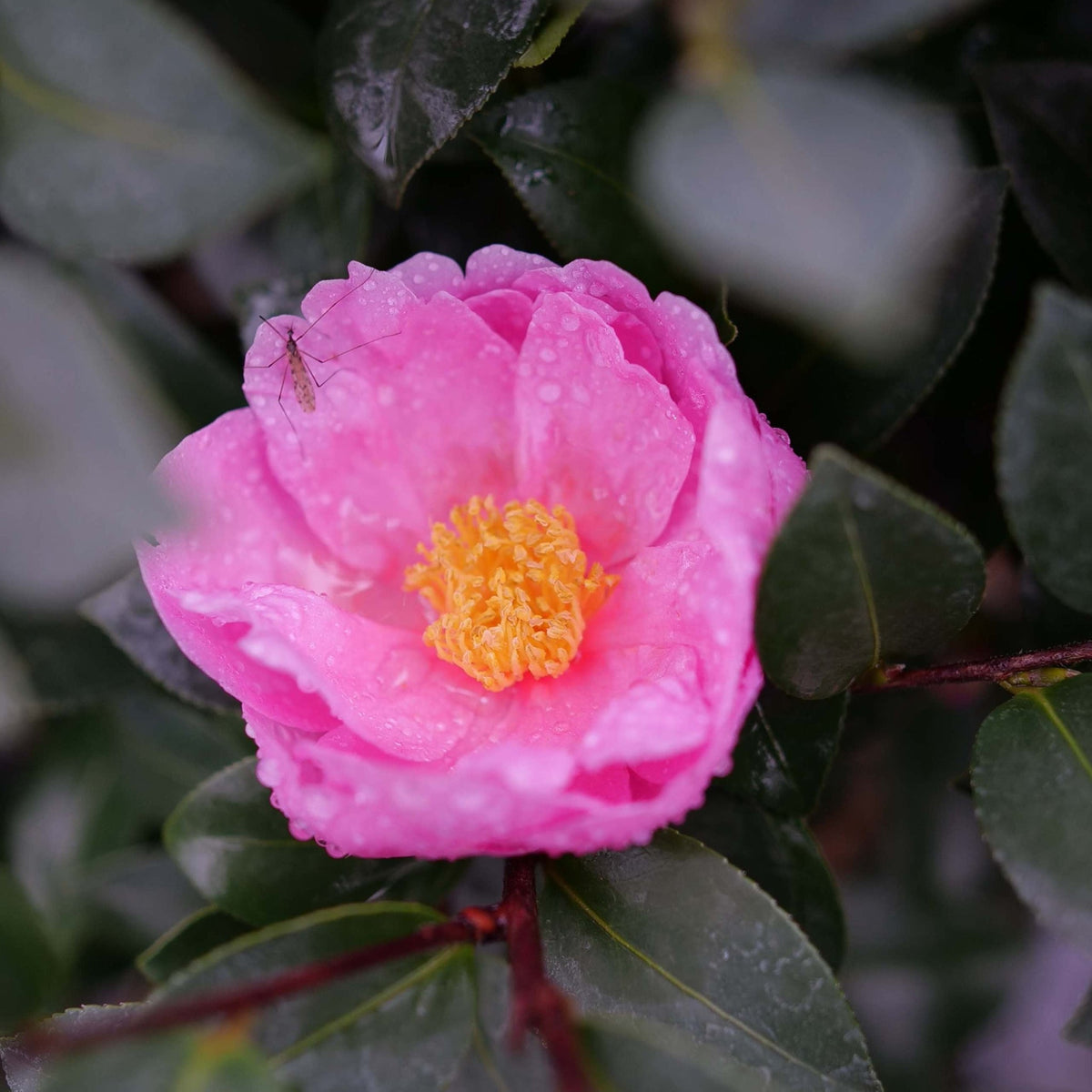 Just Chill® Double Mauve Camellia plant with pink bloom and green leaves on Tampa Home & Garden Store