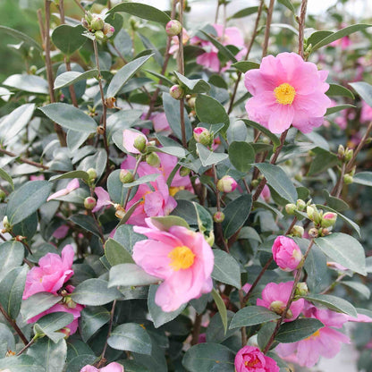 Just Chill® Double Mauve Camellia plant with pink blossoms and glossy green leaves on Tampa Home & Garden Store