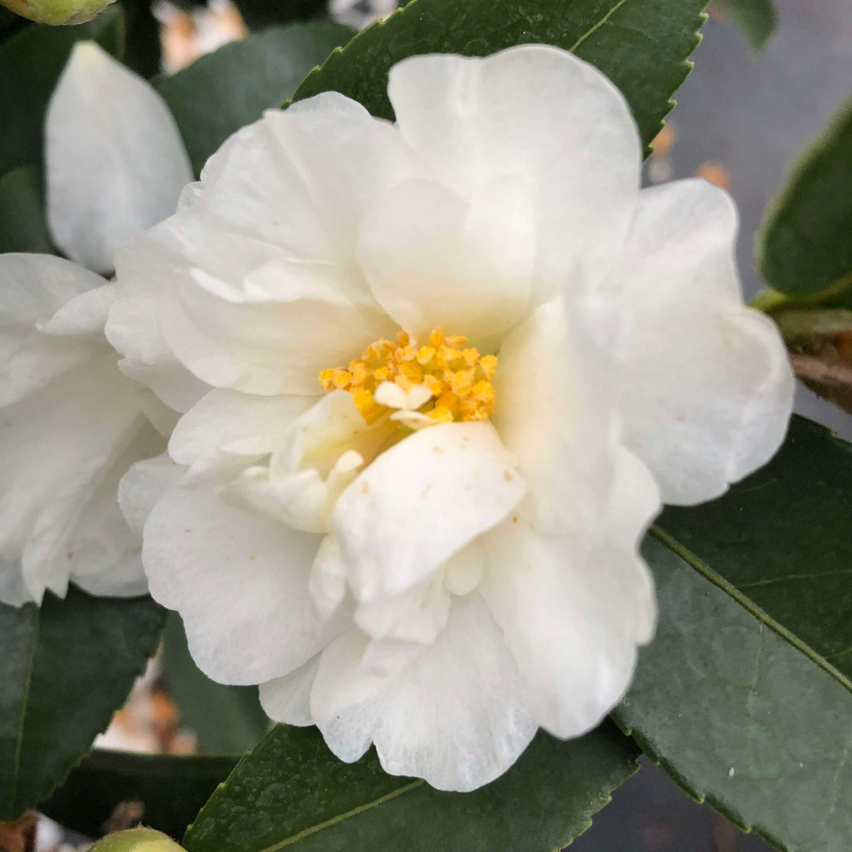 Just Chill® Double White Camellia plant with white petals and yellow center, glossy green leaves on Tampa Home & Garden Store