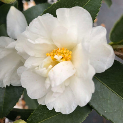Just Chill® Double White Camellia plant with white petals and yellow center, glossy green leaves on Tampa Home & Garden Store