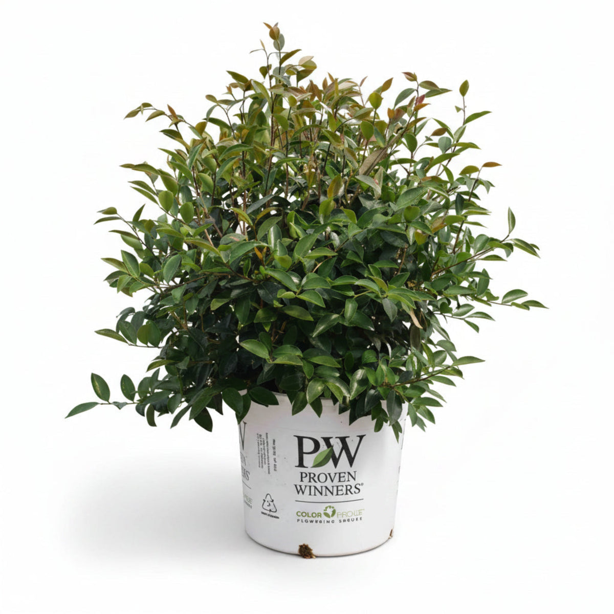 Just Chill Double White Camellia plant in Proven Winners pot with glossy green foliage on Tampa Home & Garden Store