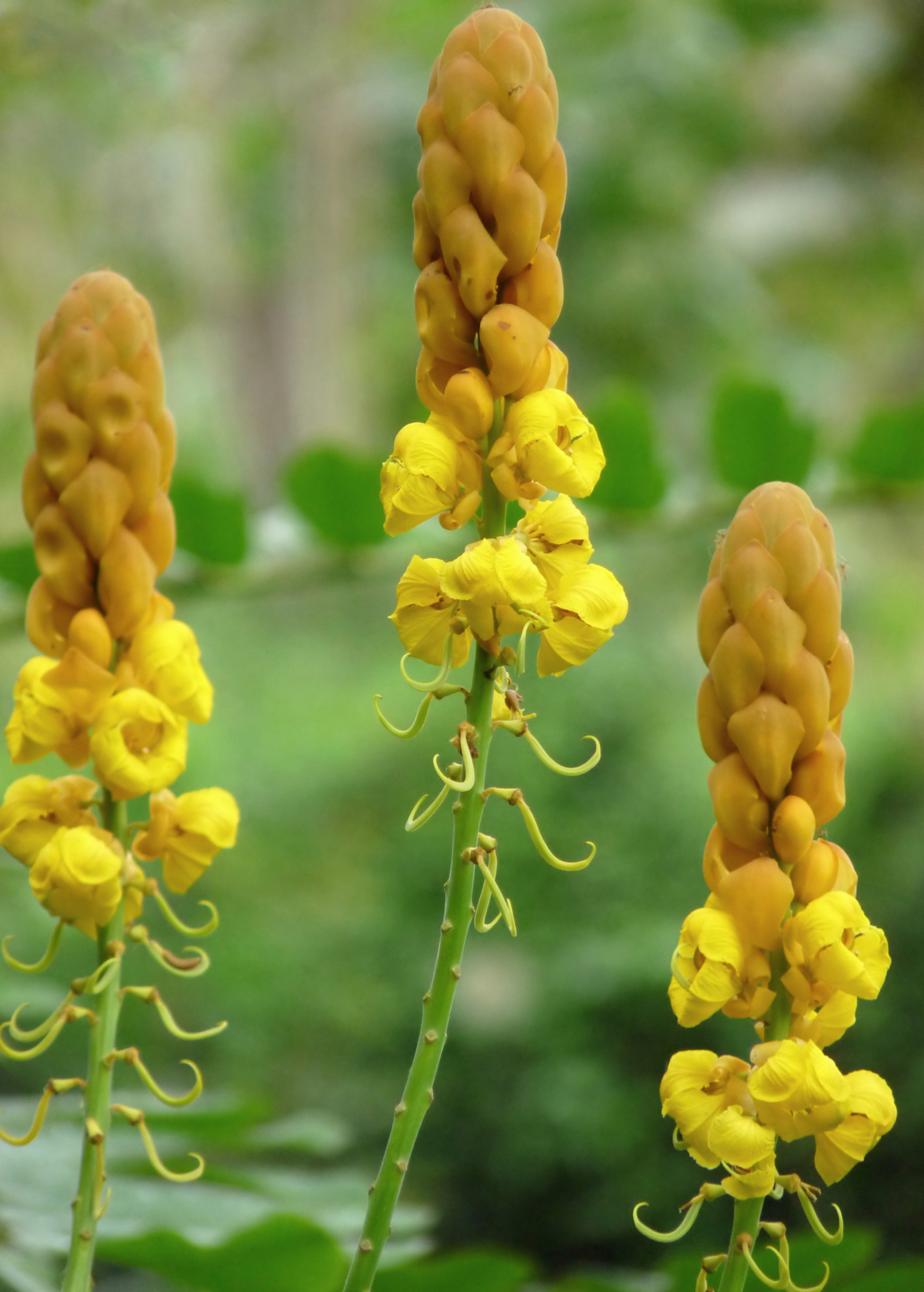 Candle Bush plant with yellow flower spikes Senna alata Sow Exotic herb for landscaping on Tampa Home & Garden Store
