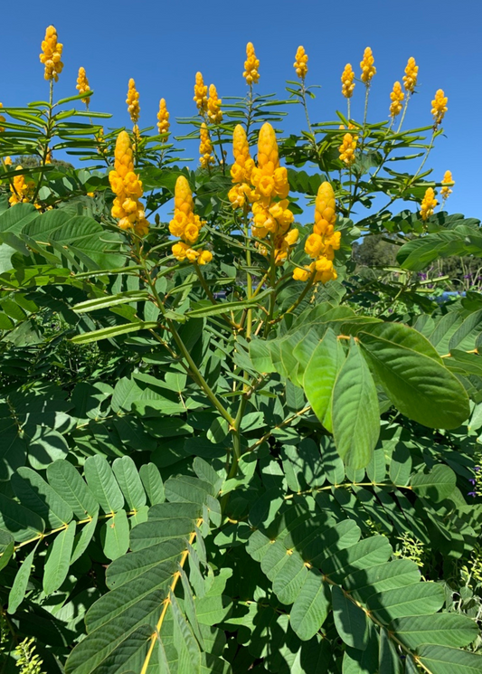 Candle Bush plant with yellow candle blooms and pinnate leaves Sow Exotic herb landscaping on Tampa Home & Garden Store