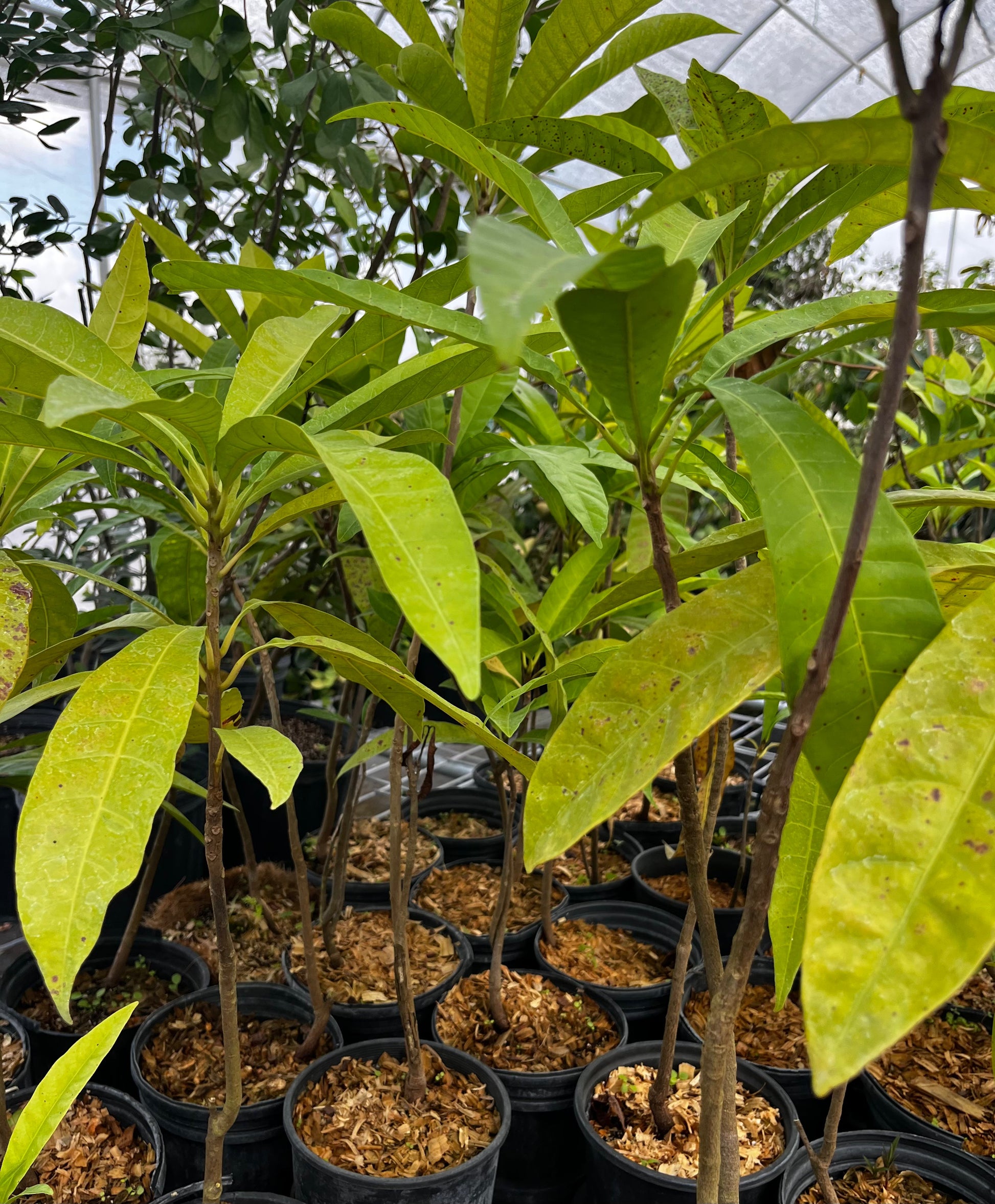 Canistel Seedling (Pouteria campechiana) - Tampa Home & Garden Store