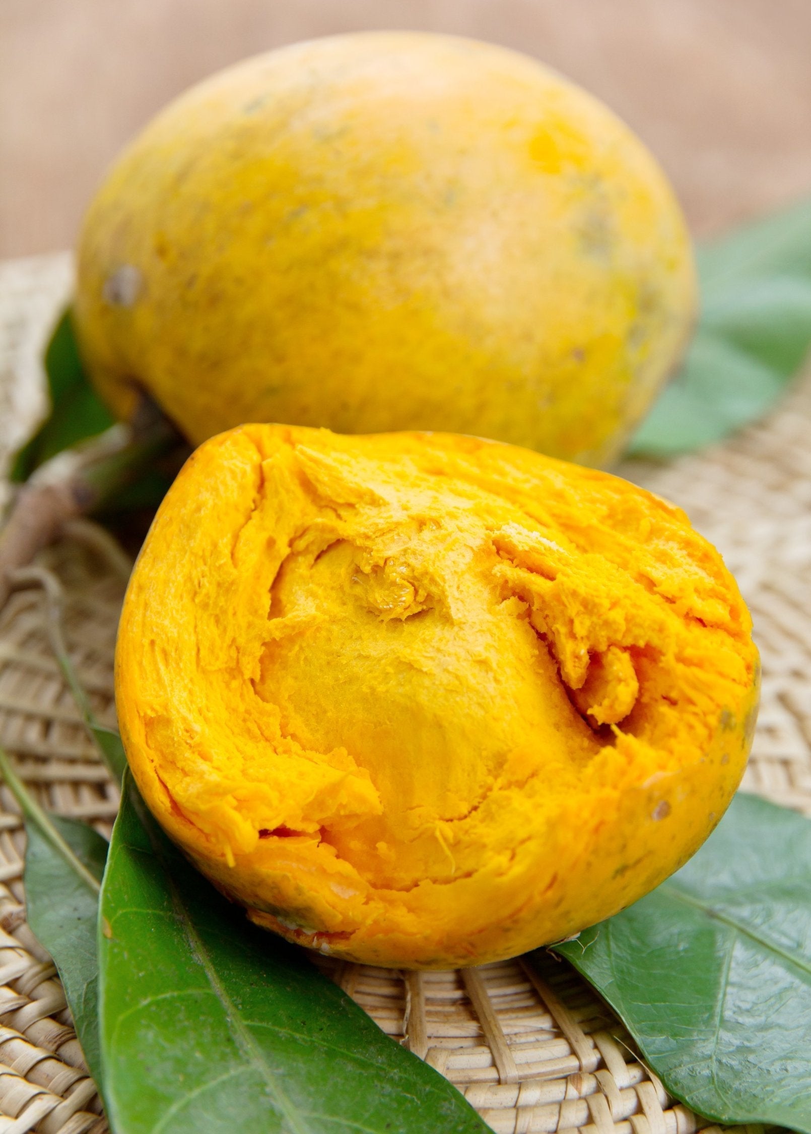 Canistel Seedling (Pouteria campechiana) - Tampa Home & Garden Store