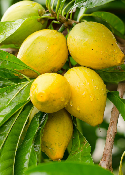 Canistel Seedling (Pouteria campechiana) - Tampa Home & Garden Store