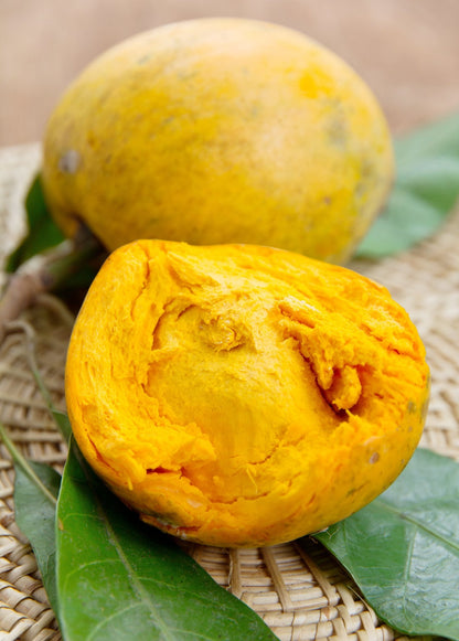 Planta de canistel 'Bruce' (Pouteria campechiana)