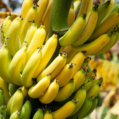 Dwarf Cavendish Banana Tree with yellow bananas; indoor outdoor Live Good Logistics on Tampa Home & Garden Store