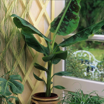 Dwarf Cavendish Banana Tree indoor plant with tall green stalks and broad glossy leaves on Tampa Home & Garden Store