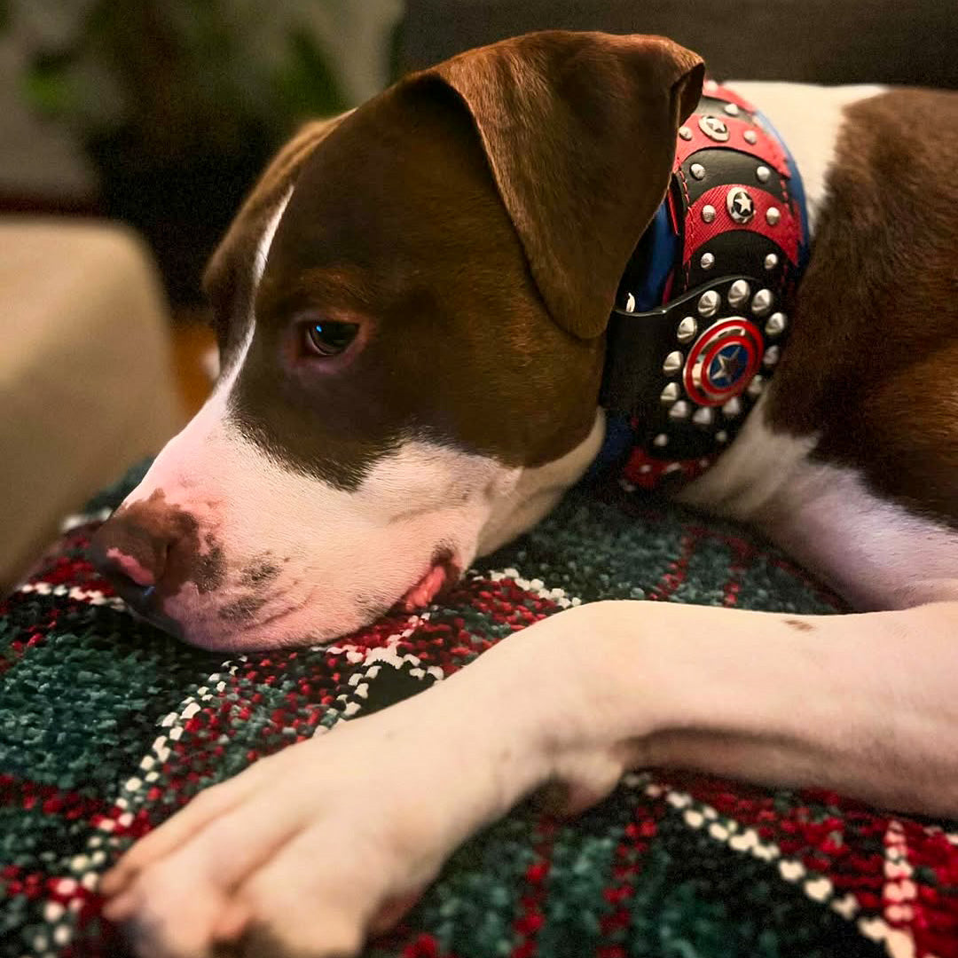 ''Captain America'' Collar - Tampa Home & Garden Store