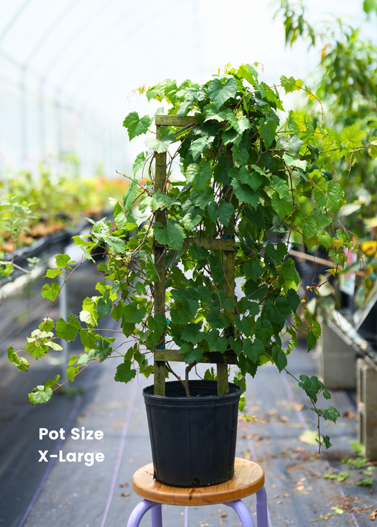 Grape Plant 'Carlos' (Vitis rotundifolia 'Carlos')