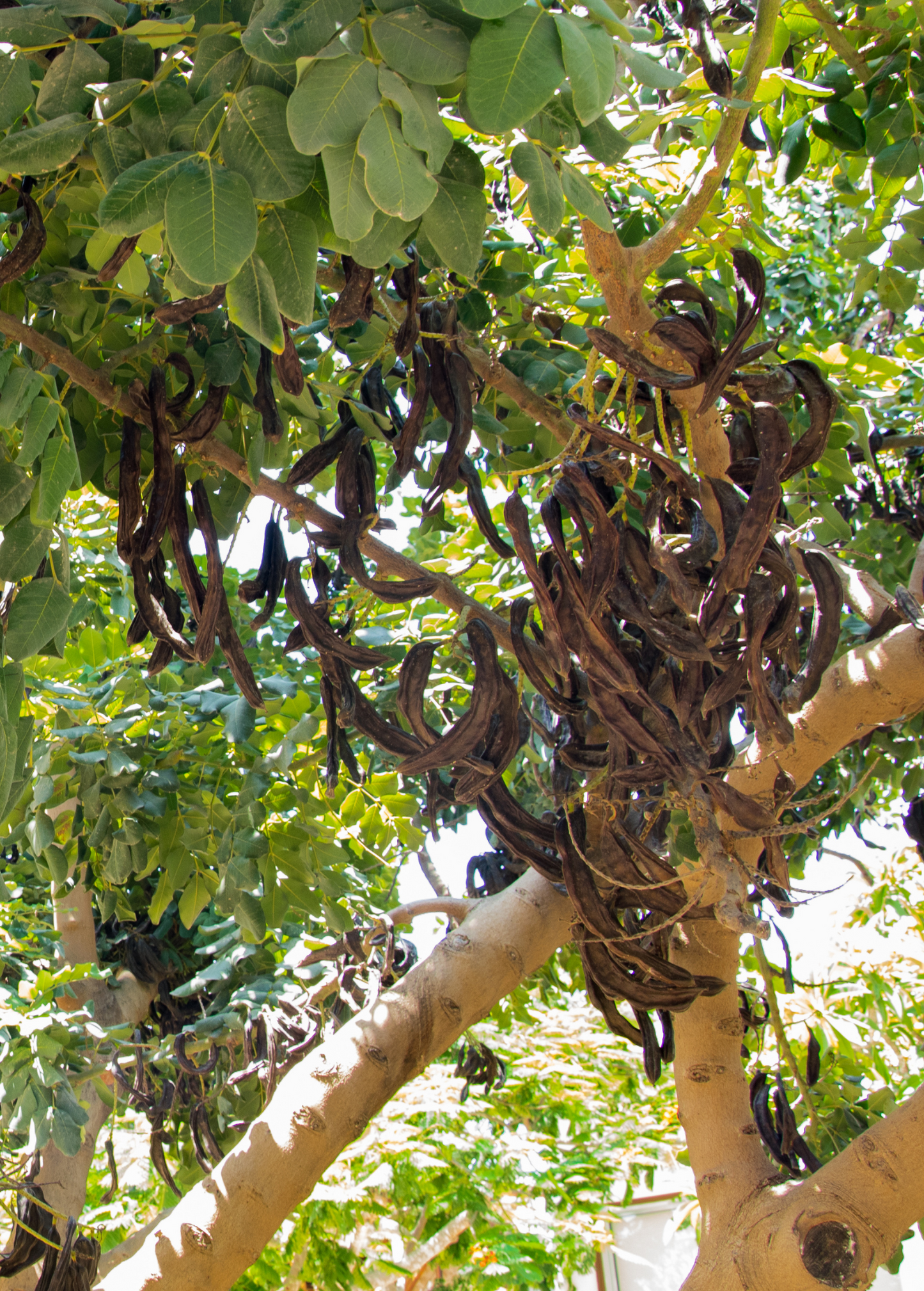 Carob Tree (Ceratonia siliqua)