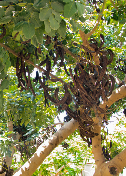Carob Tree (Ceratonia siliqua)