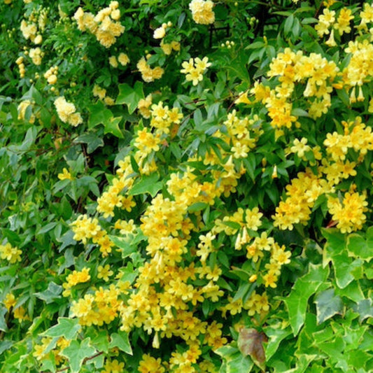 Carolina Jasmine plant with bright yellow blossoms and lush green leaves, outdoor vine on Tampa Home & Garden Store