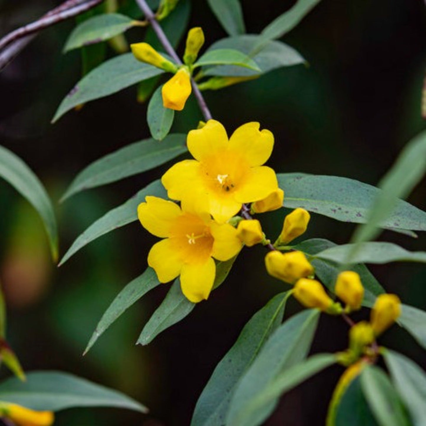 Carolina Jasmine plant with bright yellow blooms and slender green leaves on Tampa Home & Garden Store