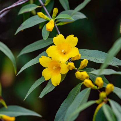 Carolina Jasmine plant with bright yellow blooms and slender green leaves on Tampa Home & Garden Store