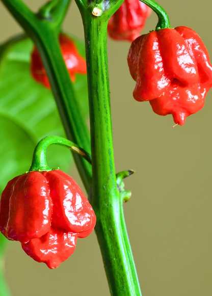 Carolina Reaper (Capsicum chinense) - Tampa Home & Garden Store