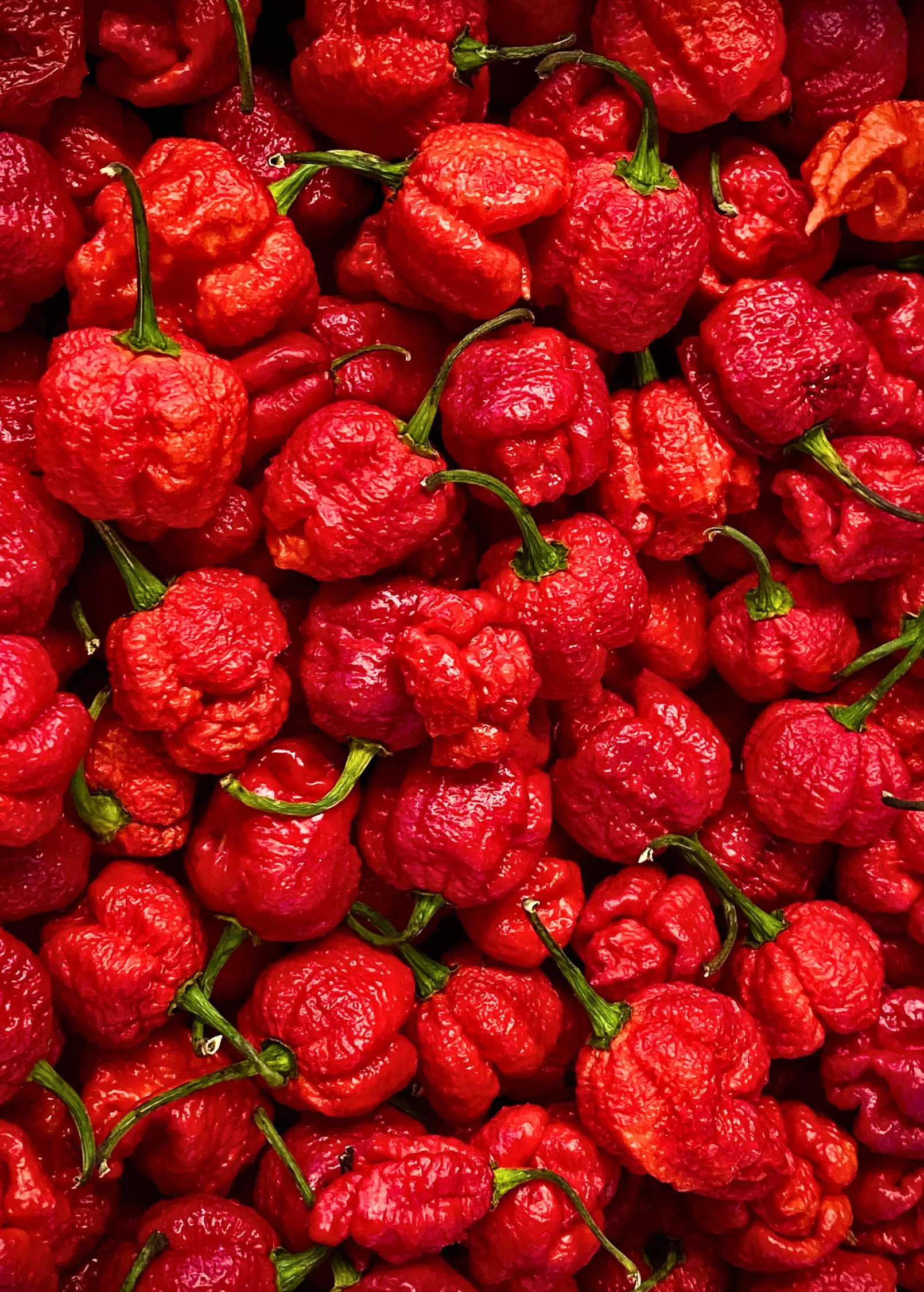Carolina Reaper (Capsicum chinense) - Tampa Home & Garden Store