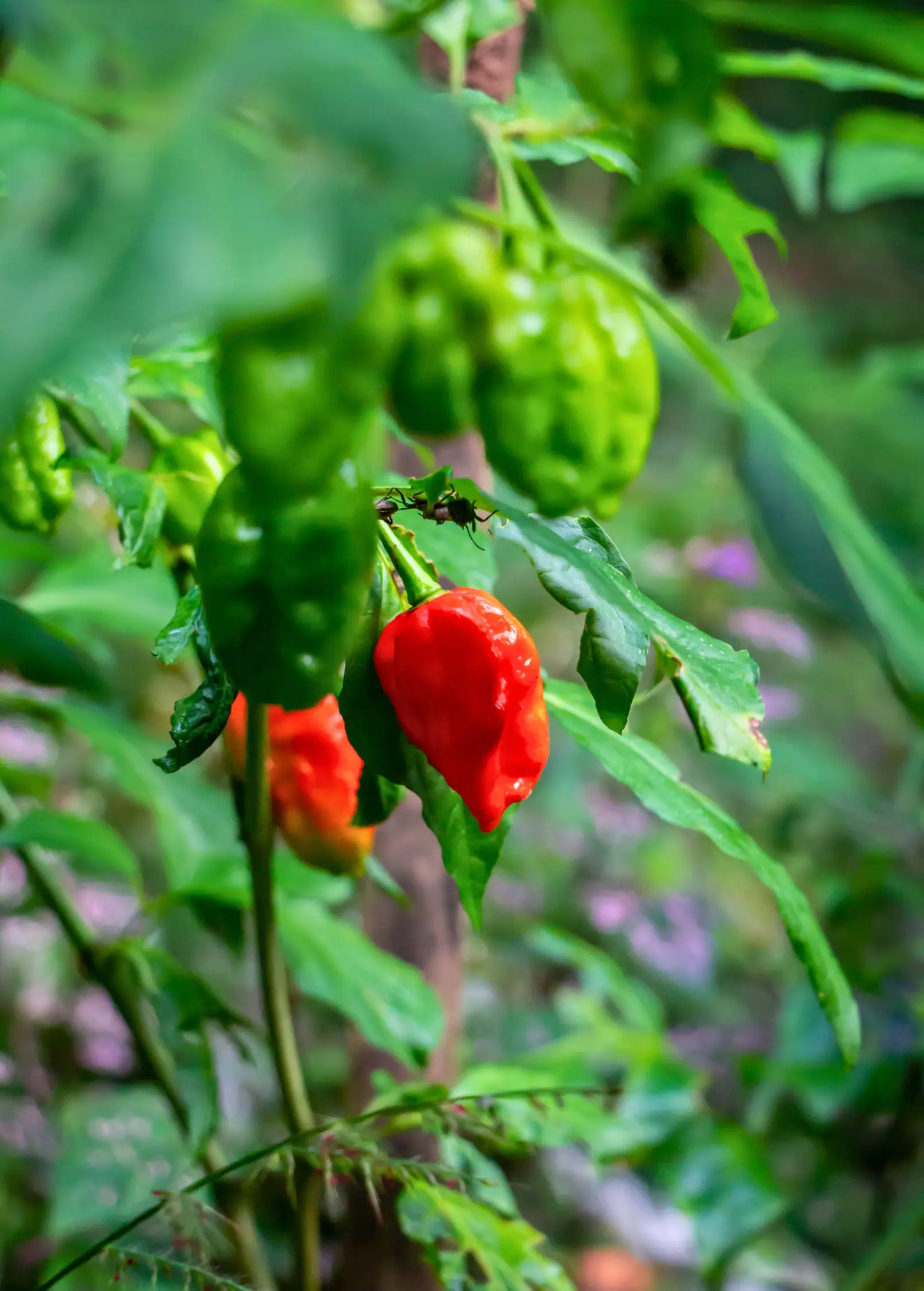 Carolina Reaper (Capsicum chinense) - Tampa Home & Garden Store