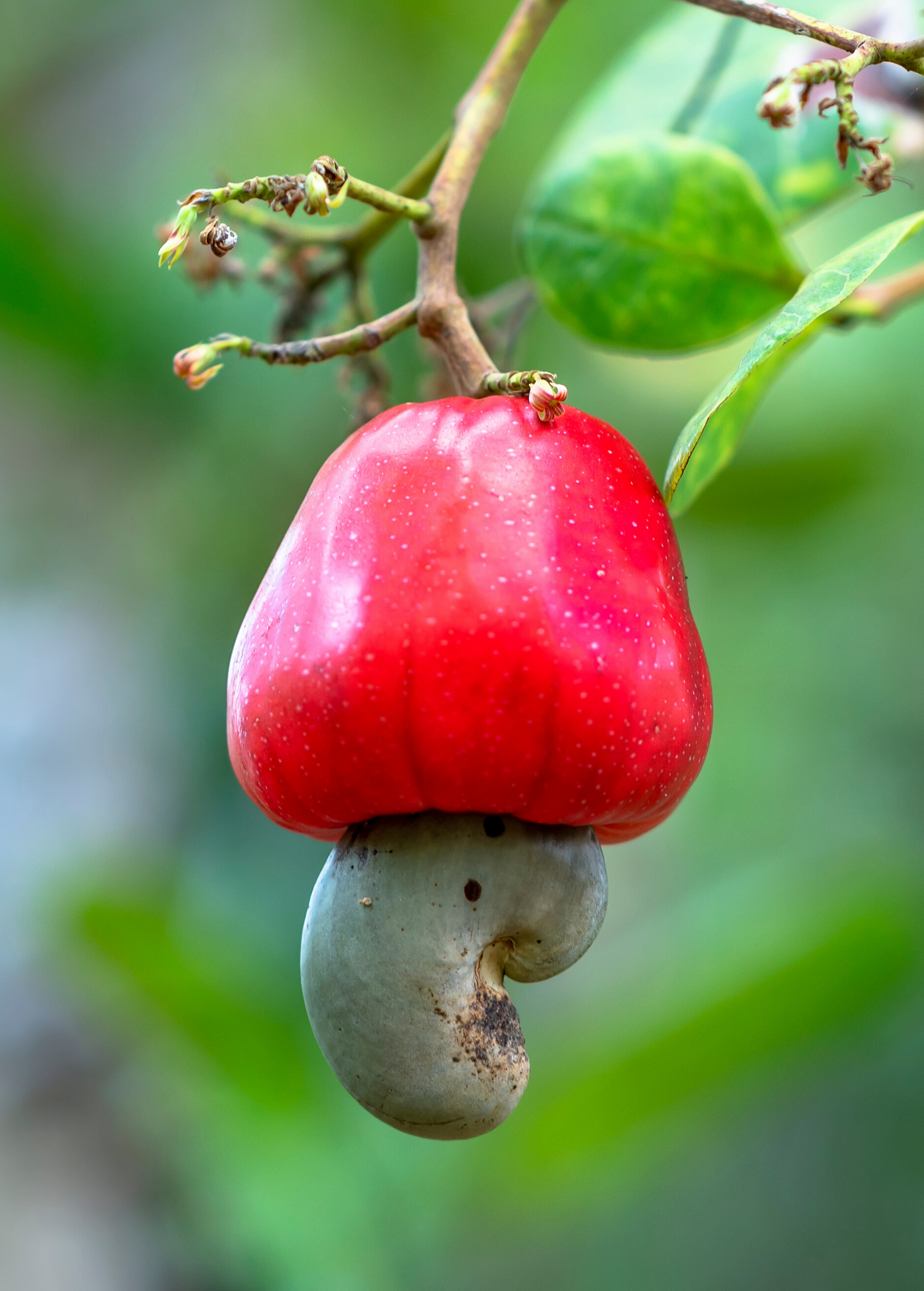 Cashew, Red (Anacardium occidentale) - Tampa Home & Garden Store