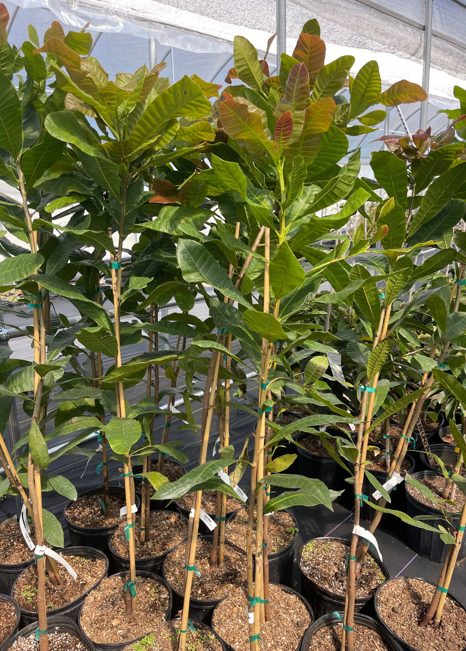 Cashew, Red (Anacardium occidentale) - Tampa Home & Garden Store