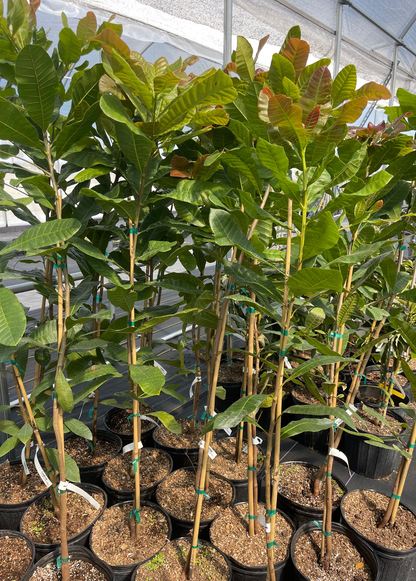 Cashew, Red (Anacardium occidentale) - Tampa Home & Garden Store