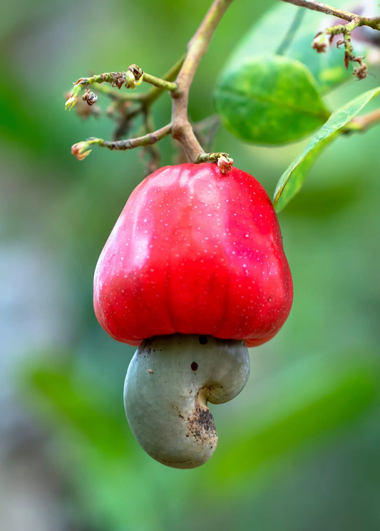 Red Cashew Tree fruit with bright red cashew apple and attached gray cashew nut on branch on Tampa Home & Garden Store