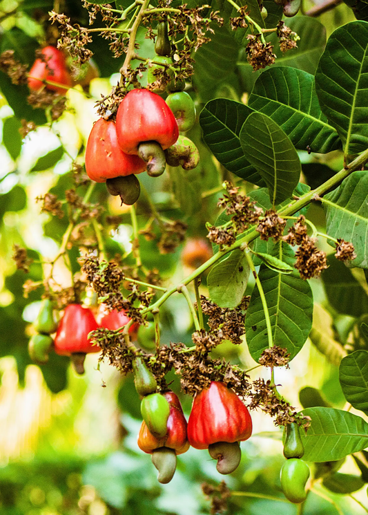 Red Cashew Tree with multiple red cashew apples and green cashews, Sow Exotic fruit tree on Tampa Home & Garden Store
