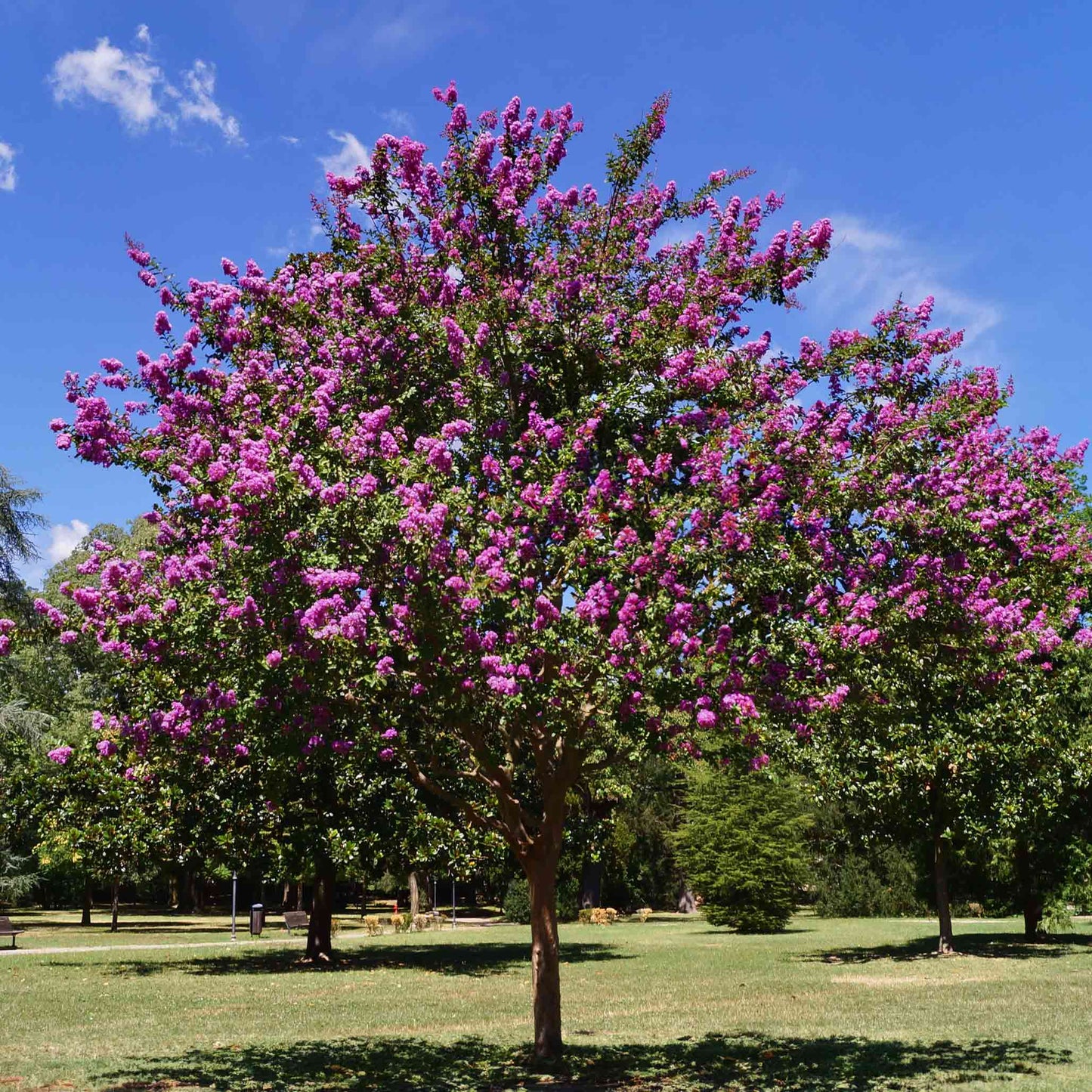 Catawba Crape Myrtle plant with vivid pink blossoms outdoors in a park setting on Tampa Home & Garden Store