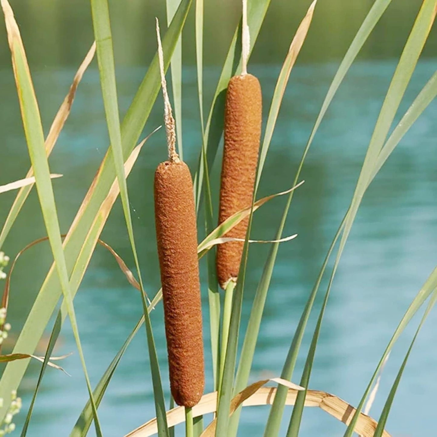 Cattail - 50 Seeds - Typha Latifolia Perennial Fast-Growing Ornamental Landscape Decorate Ponds Bog Garden Outdoor - Tampa Home & Garden Store