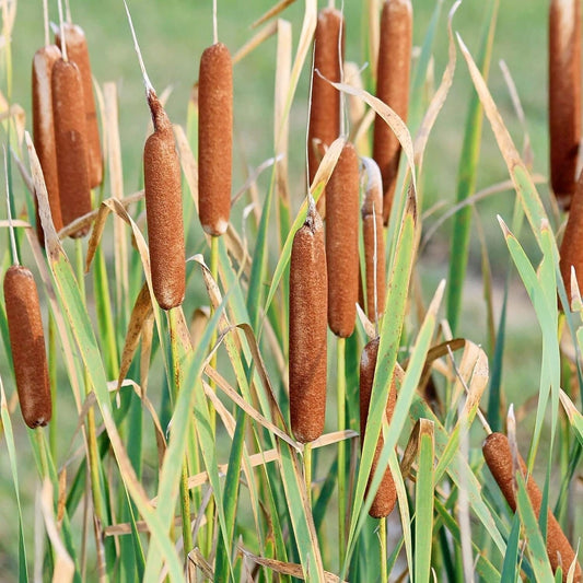 Cattail - 50 Seeds - Typha Latifolia Perennial Fast-Growing Ornamental Landscape Decorate Ponds Bog Garden Outdoor - Tampa Home & Garden Store