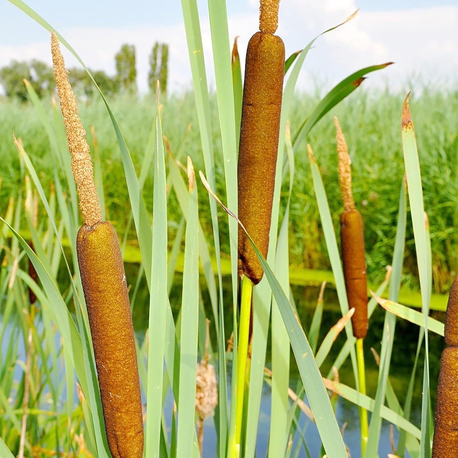 Cattail - 50 Seeds - Typha Latifolia Perennial Fast-Growing Ornamental Landscape Decorate Ponds Bog Garden Outdoor - Tampa Home & Garden Store