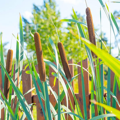 Cattail - 50 Seeds - Typha Latifolia Perennial Fast-Growing Ornamental Landscape Decorate Ponds Bog Garden Outdoor - Tampa Home & Garden Store