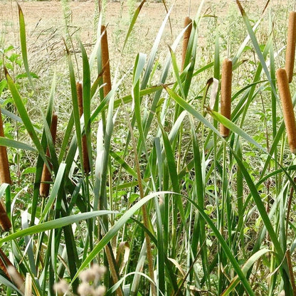 Cattail - 50 Seeds - Typha Latifolia Perennial Fast-Growing Ornamental Landscape Decorate Ponds Bog Garden Outdoor - Tampa Home & Garden Store