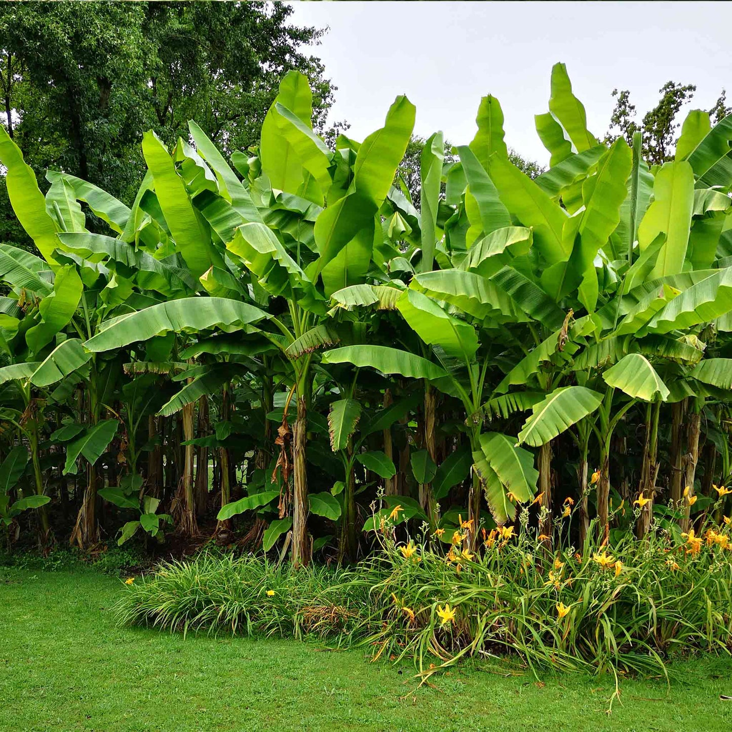 Dwarf Cavendish banana trees with broad green leaves in a lush yard on Tampa Home & Garden Store